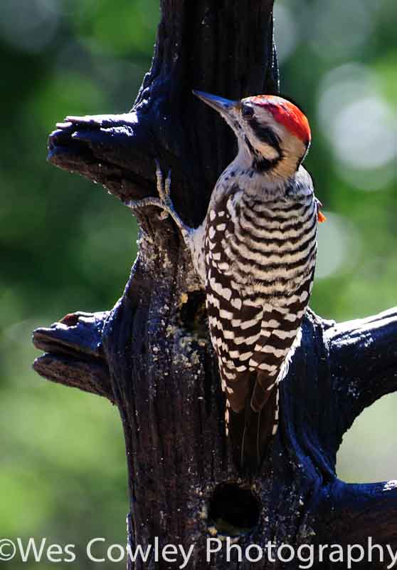 _DSC6814.jpg DSC6814