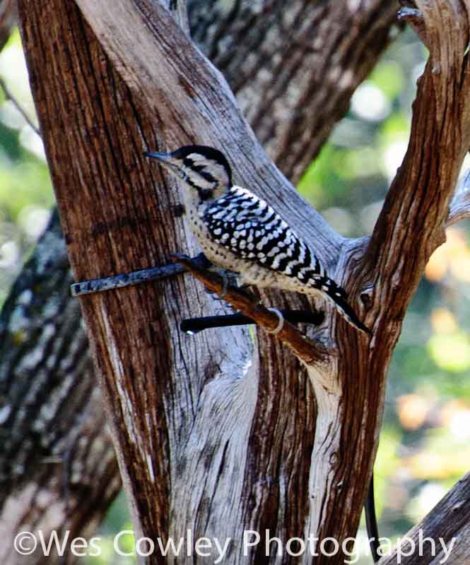 _DSC6834.jpg DSC6834