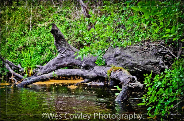 Little Manatee 2.jpg Little Manatee 2