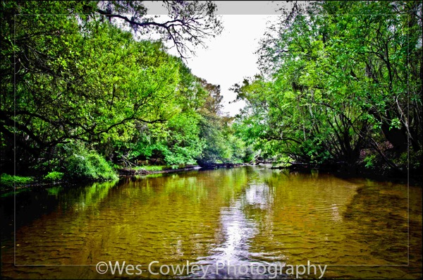 Little Manatee 3.jpg Little Manatee 3