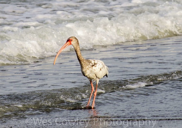 Molting White Ibis.jpg Molting White Ibis