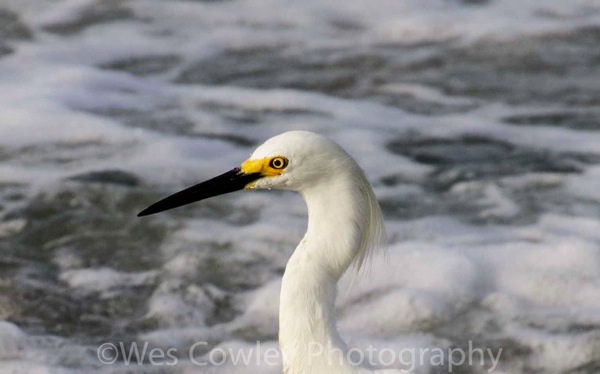 Snowy Egret Head Shot.jpg Snowy Egret Head Shot