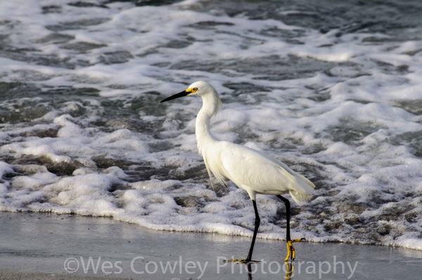 Snowy Egret.jpg Snowy Egret