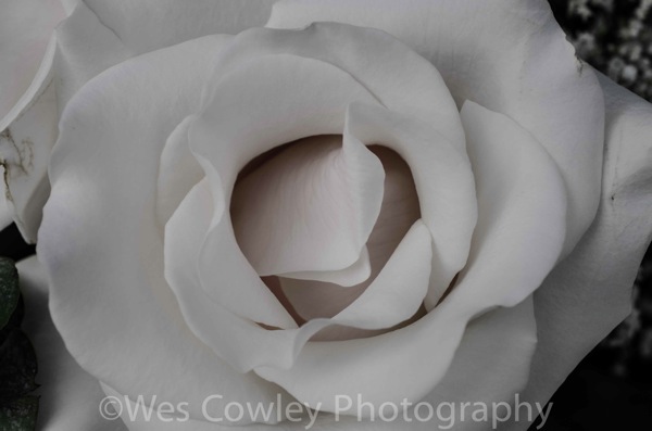 a white rose.jpg A white rose