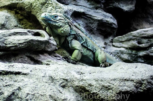 blue iguana.jpg Blue iguana