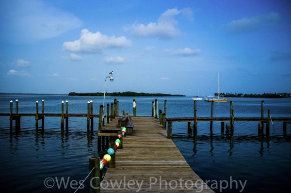 gull on the dock.jpg Gull on the dock