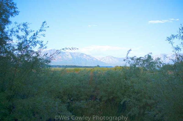 lower truckee marsh through bushes hdr.jpg Lower truckee marsh through bushes hdr