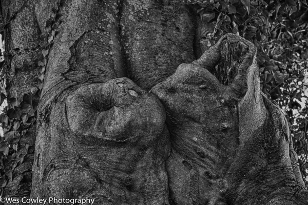 beech tree knots hdr bw artistic.jpg Beech tree knots hdr bw artistic