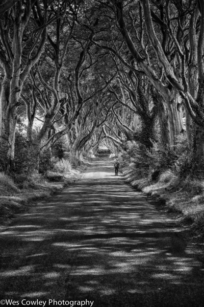 dark hedges efex hdr bw.jpg Dark hedges efex hdr bw