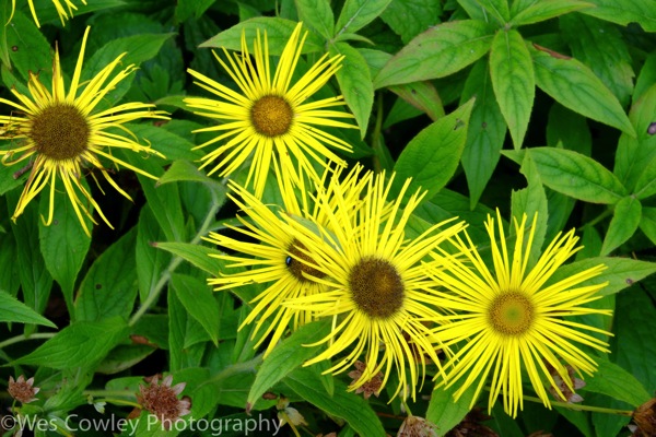 yellow flowers.jpg Yellow flowers