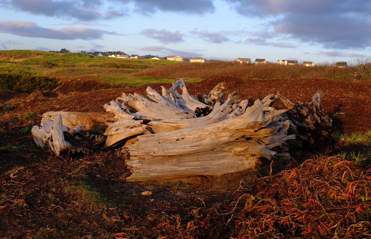 Glass beach driftwood
