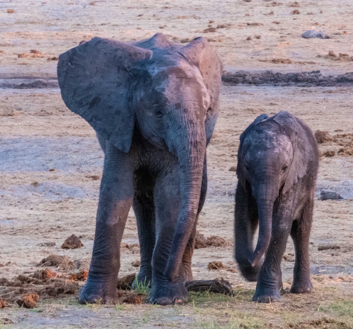 2 young elephants