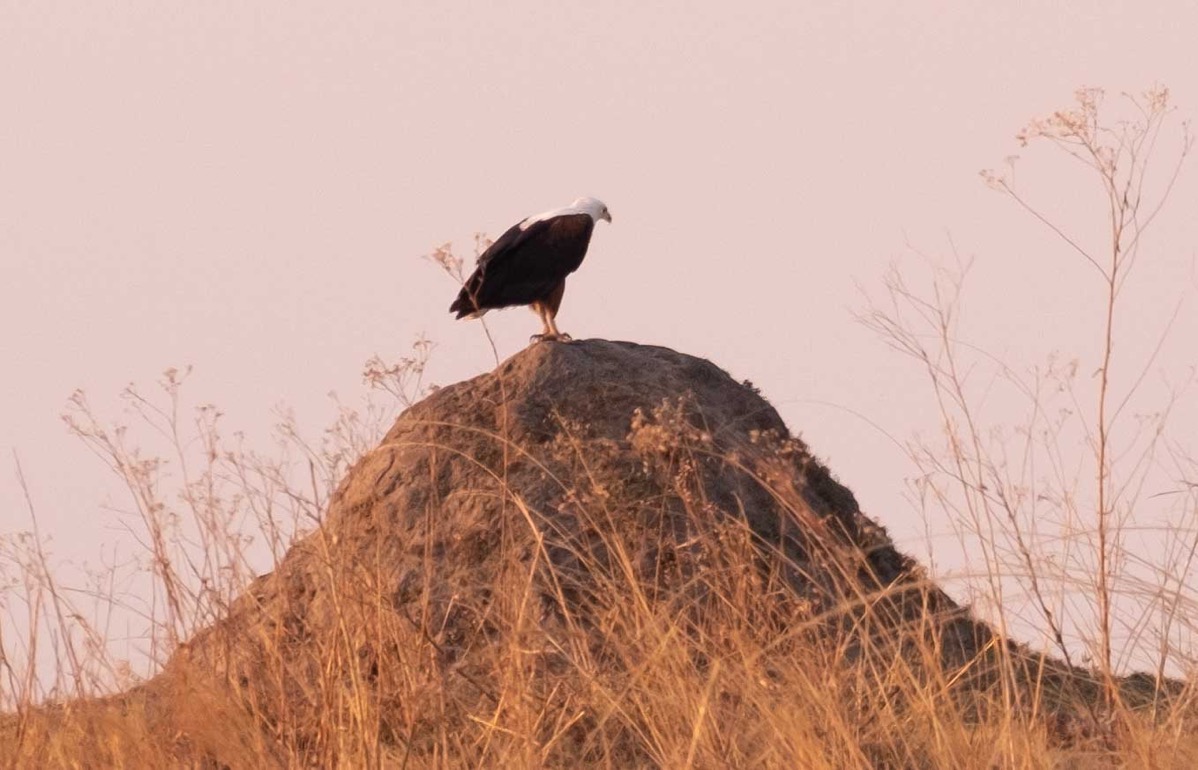 African fish eagle on mound