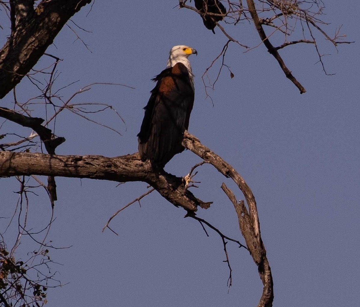 African fish eagle