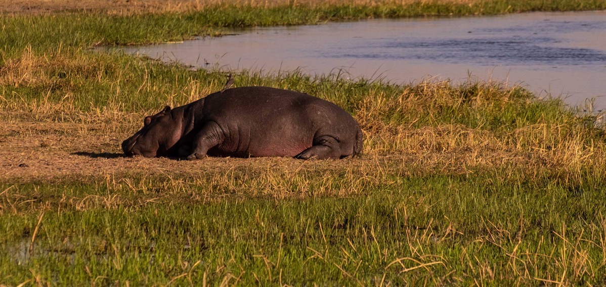 Baby hippo sleeping