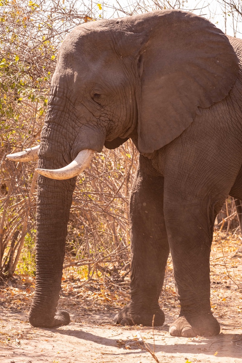 Elephant blocking path