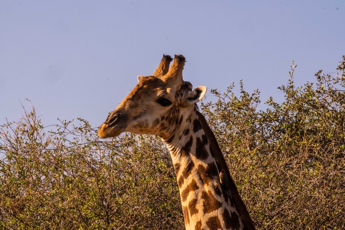Giraffe  can I help you