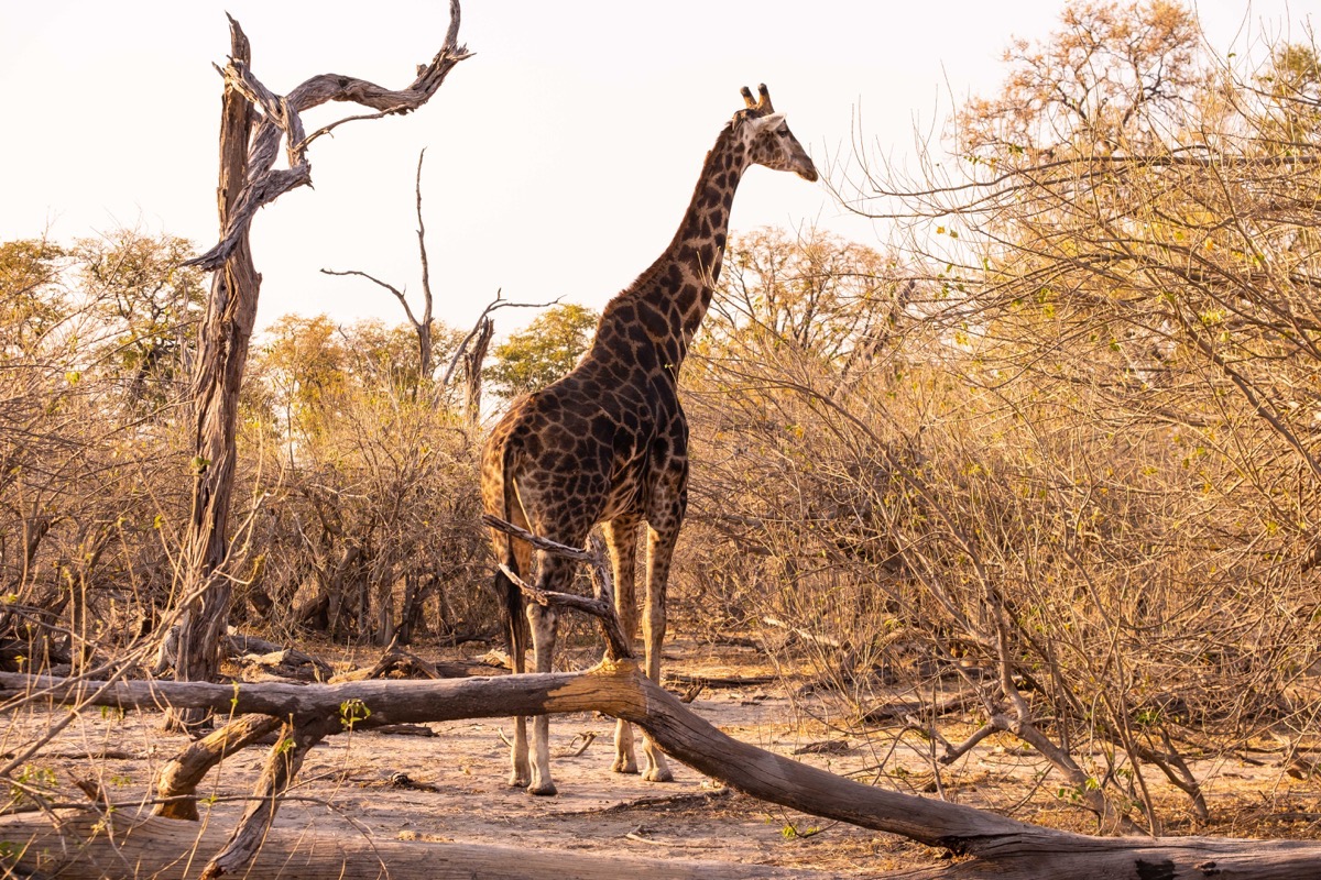 Giraffe framed