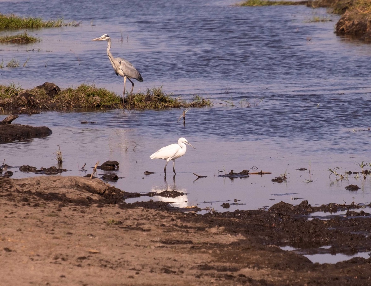 Grey heron and little egret