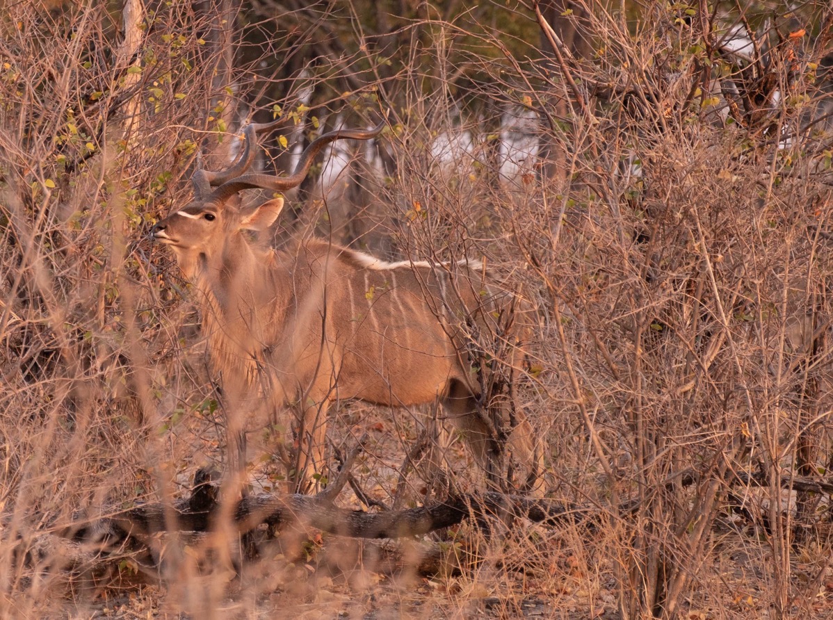 Kudu in  bushes 2