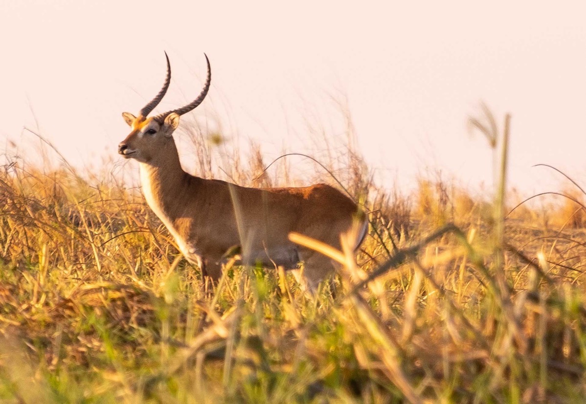 Lechwe