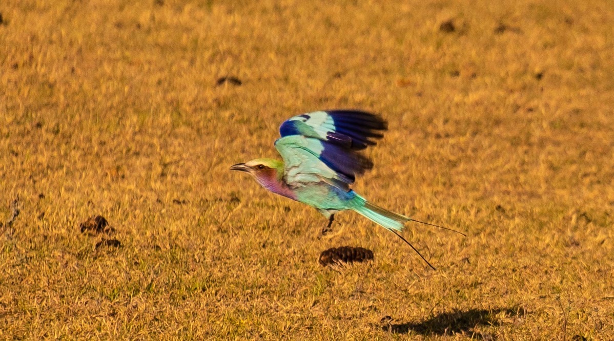 Lilac breasted roller flying