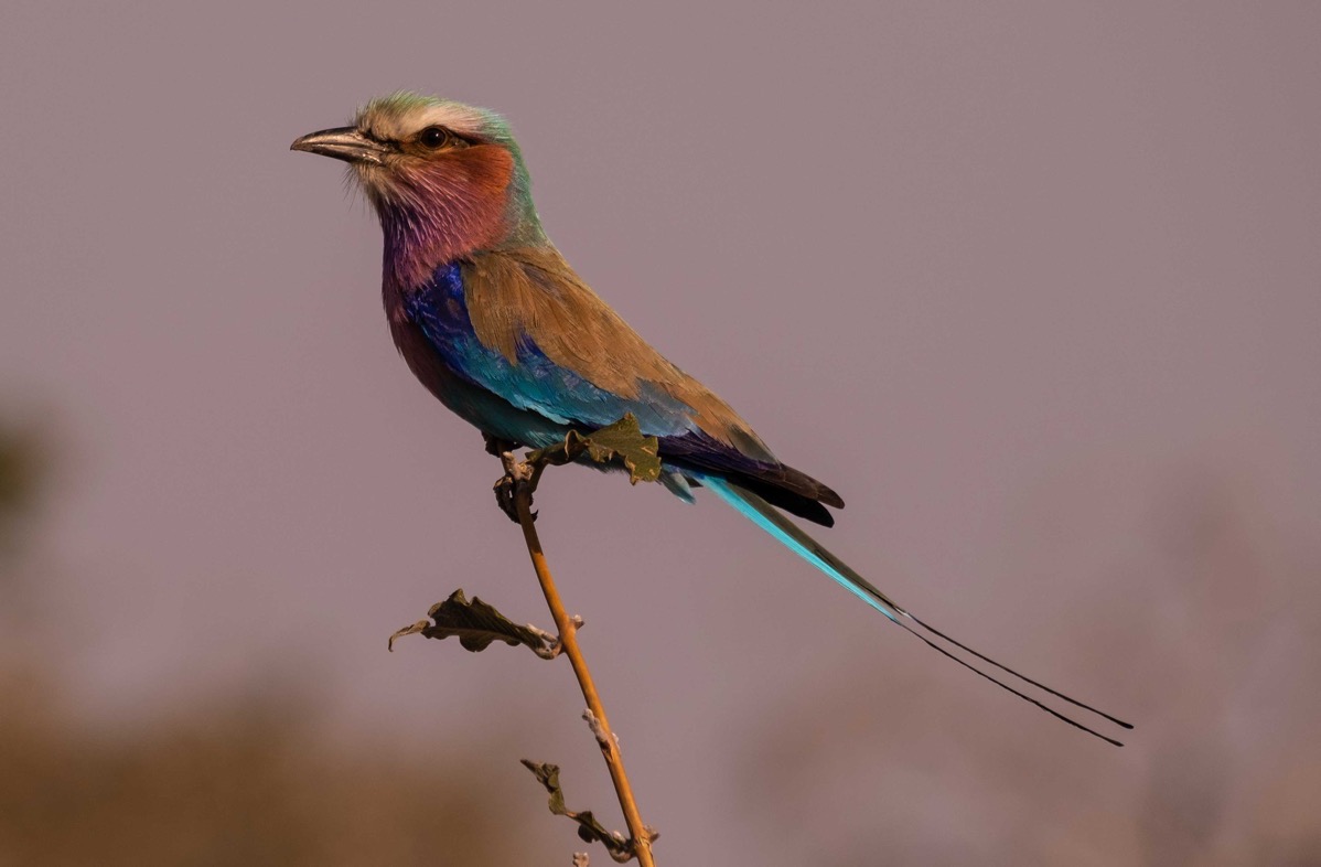 Lilca breasted roller3