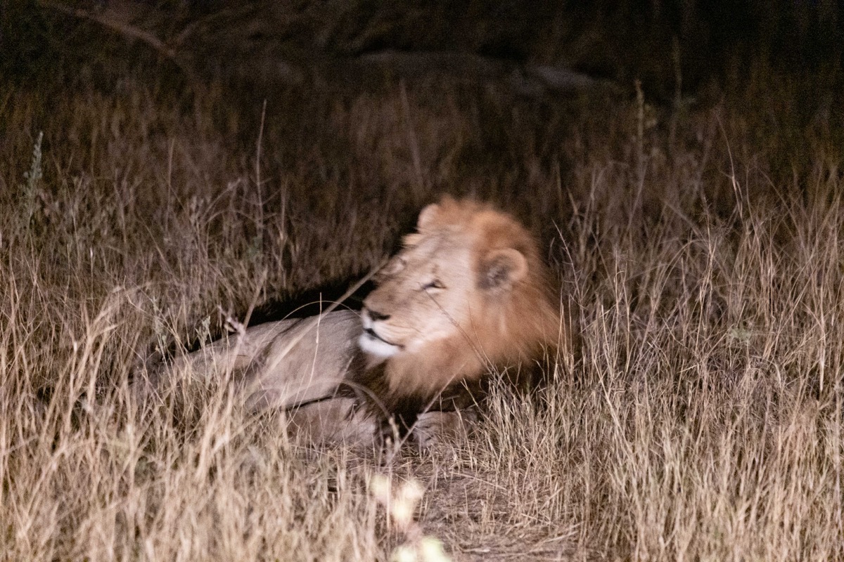 Lion in headlight