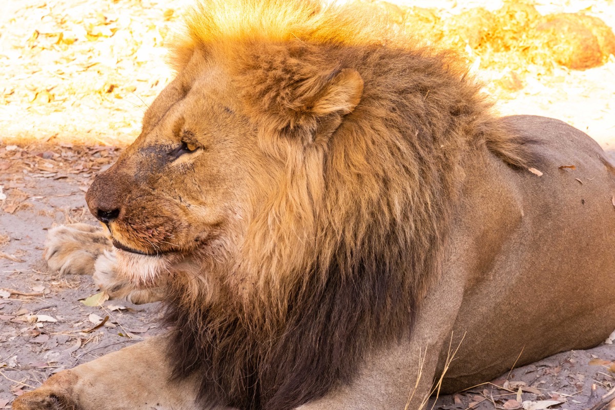 Lion resting after eating