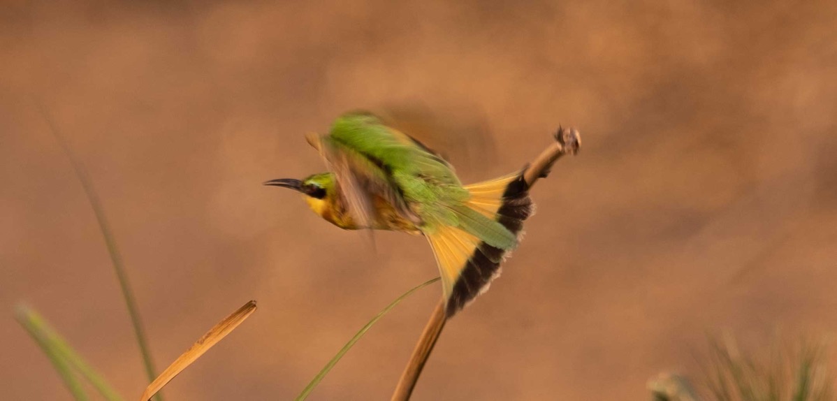 Little bee eater in flight