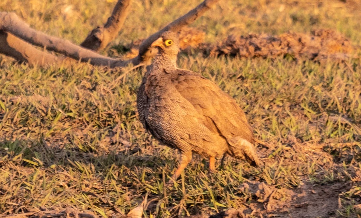 Red billed spurfowl