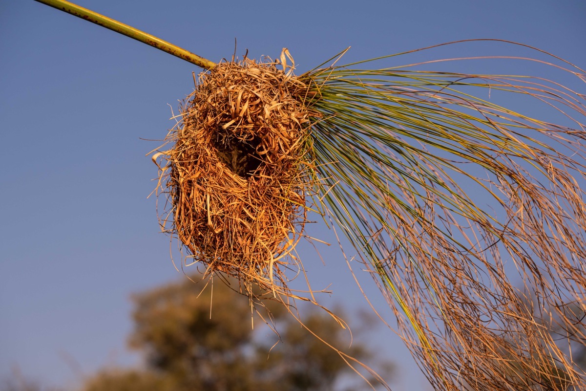 Sparrow weaver nest