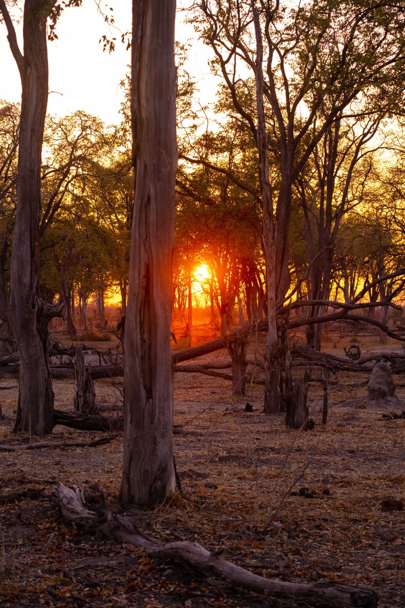 Sunrise over the linyanti