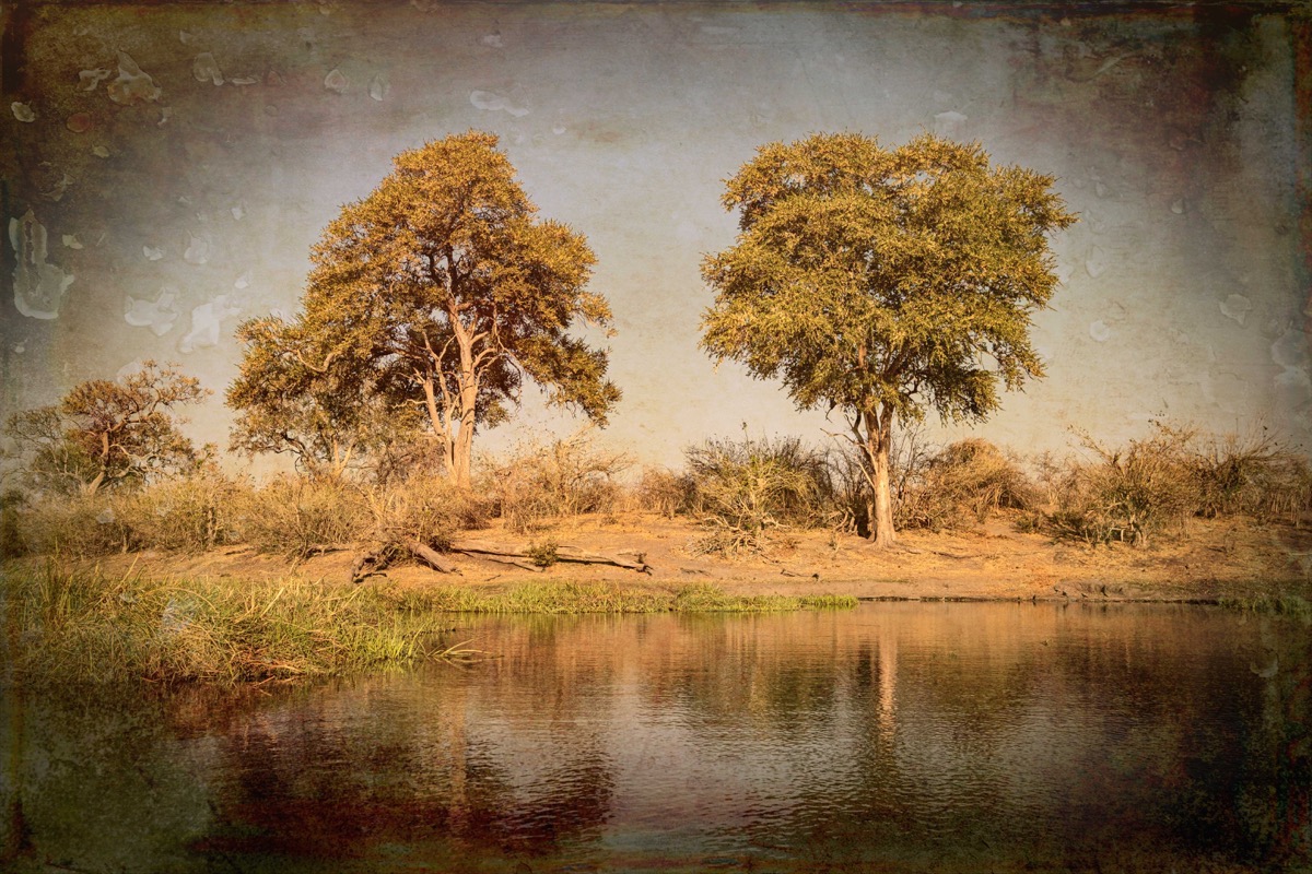 Trees on the bank texture