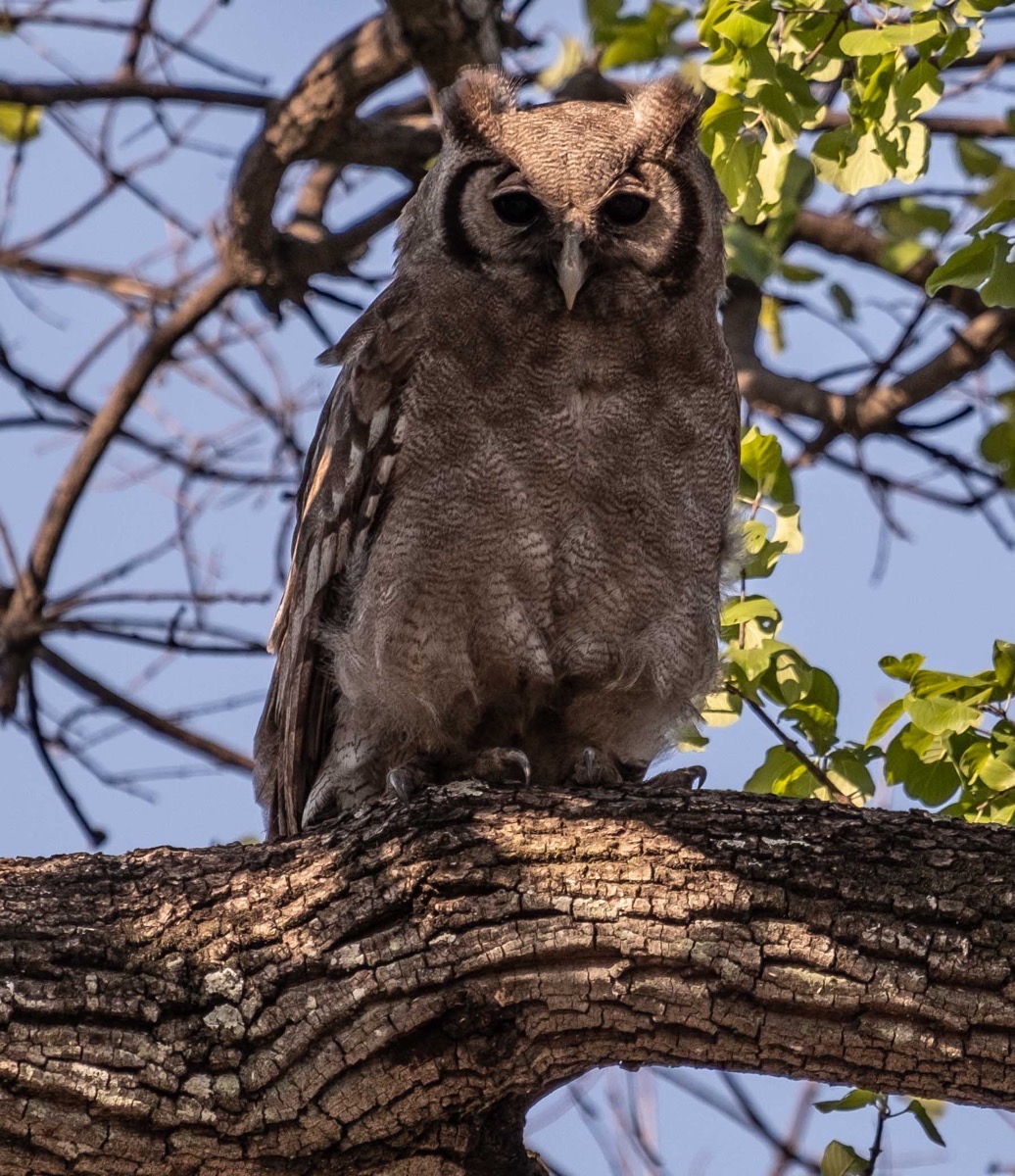 Verraeux s eagle owl