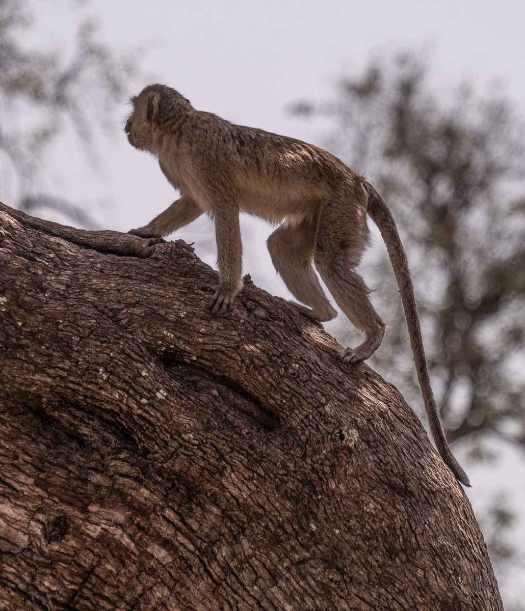 Vervet monkey 2