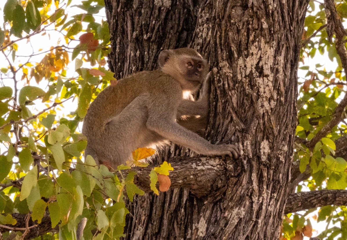 Vervet monkey