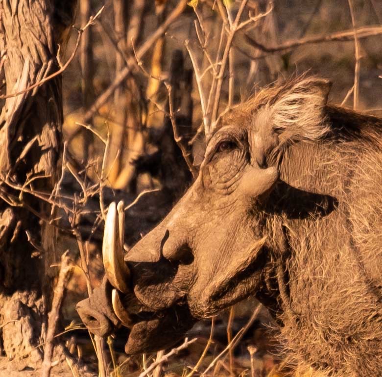 Warthog   only a mother could love