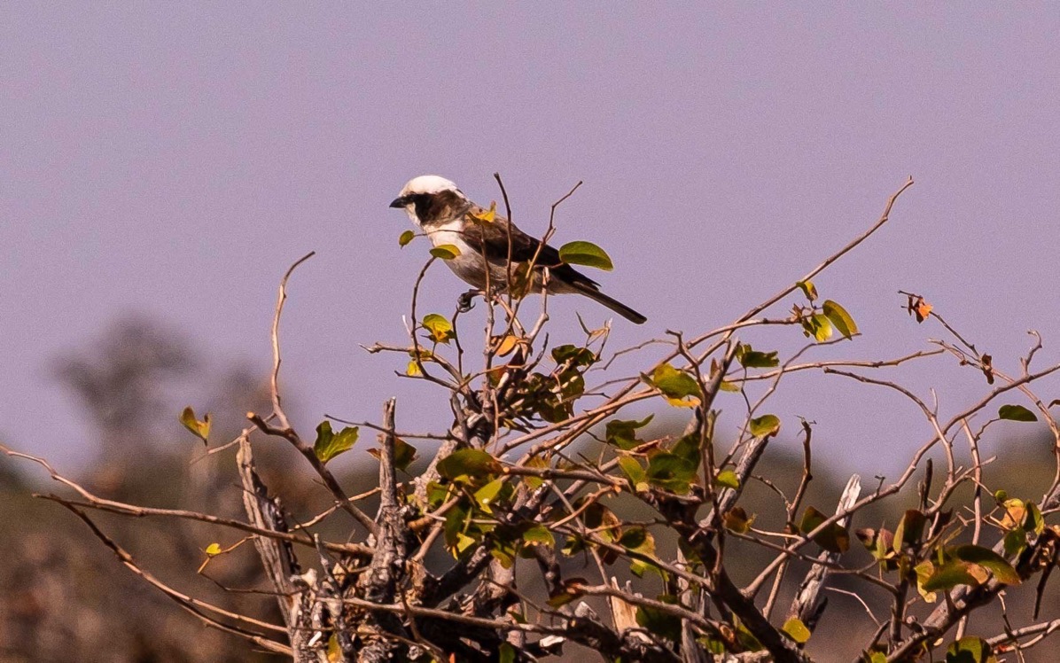 Southern white crowned shrike